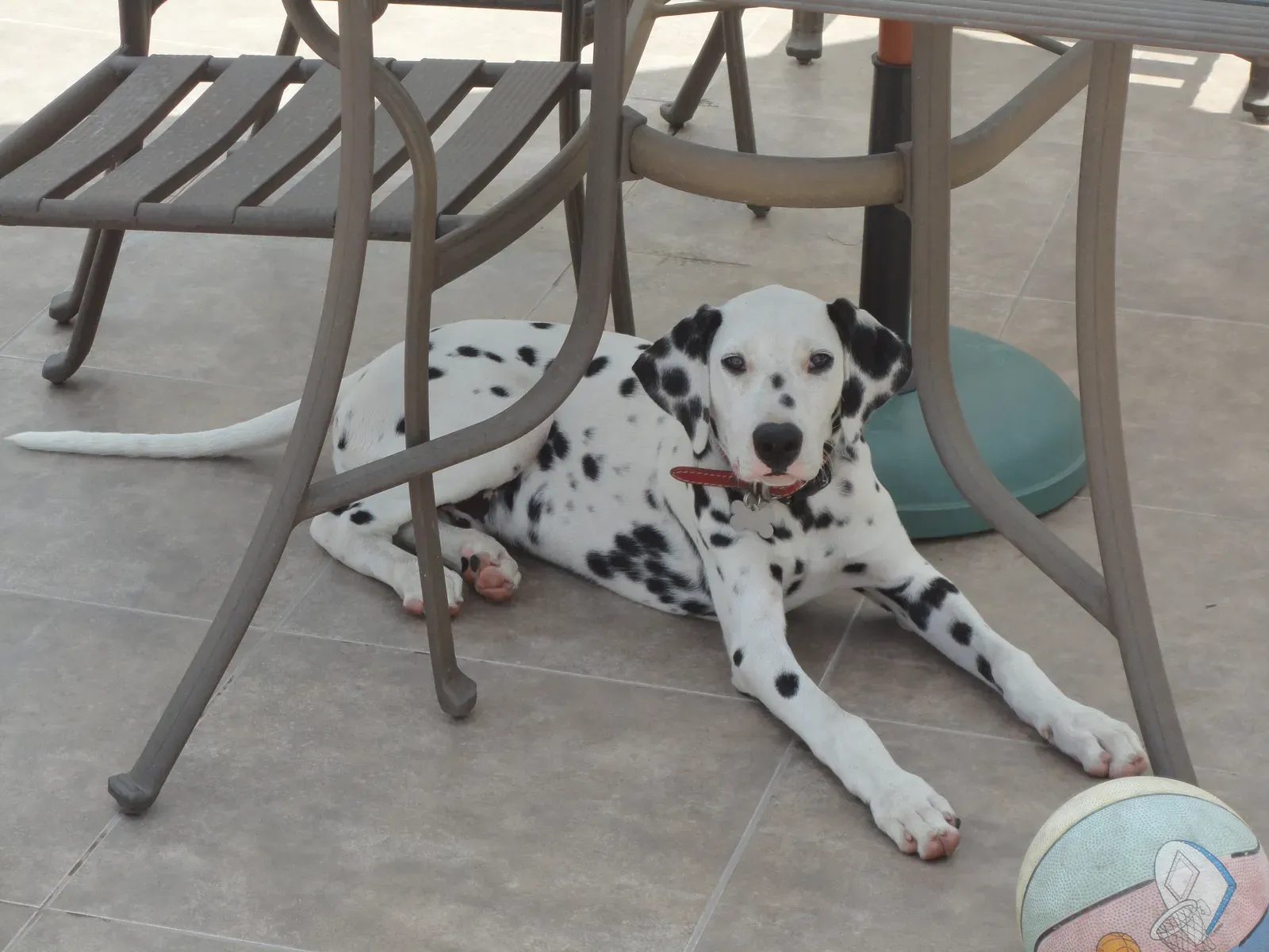 12. Dalmatian: Endurance Athlete of the Shoreline (By Carlos Estrada, CC BY-SA 4.0)