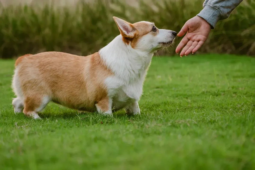 What Actually Helps When an "Easy" Dog Gets Hard (Image Credits: Unsplash)