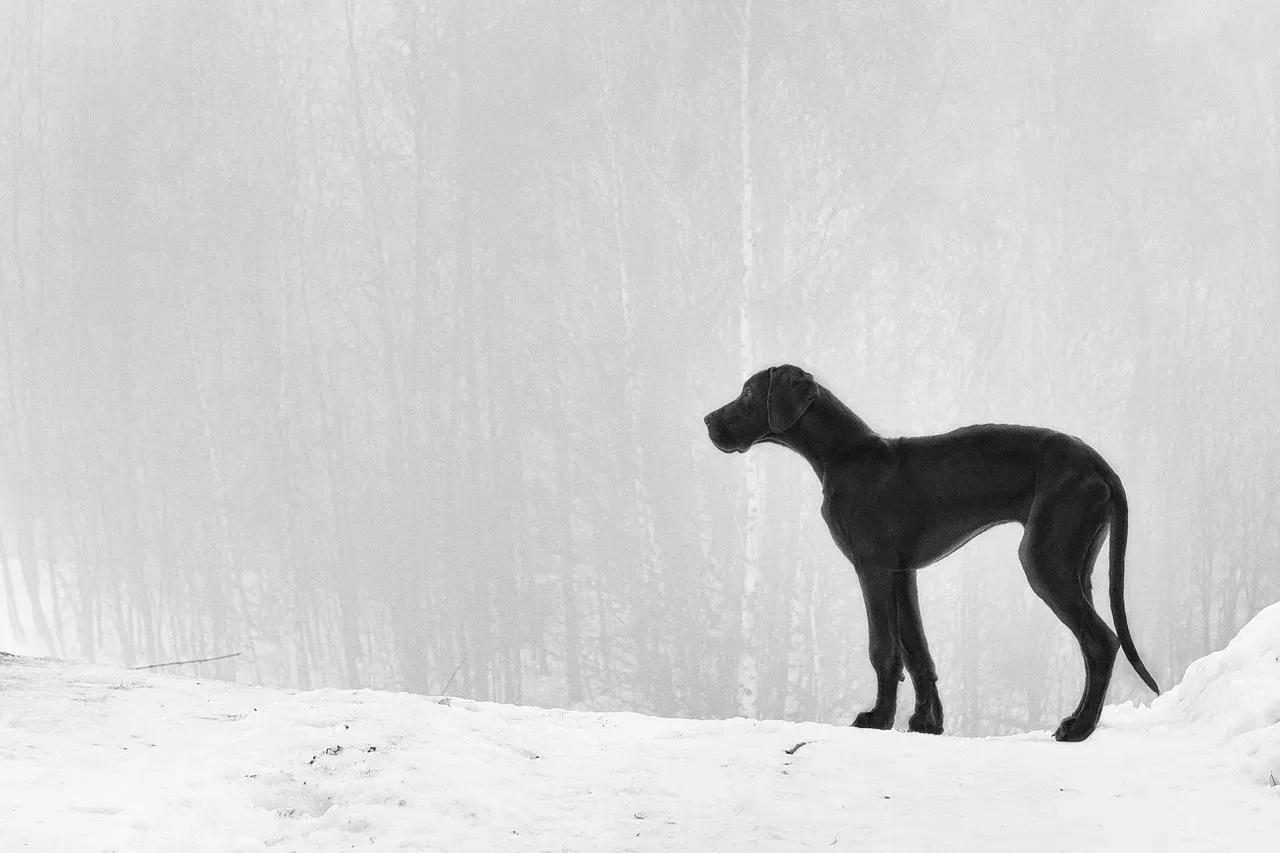 #6: The Great Dane - Power That Mirrors the December-Born Soul (Image Credits: Pixabay)