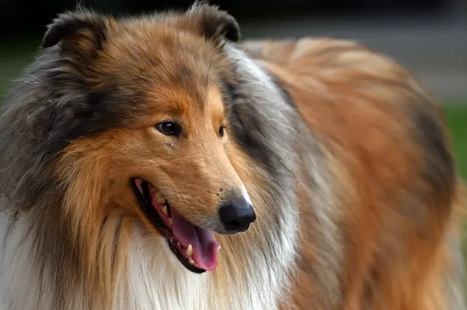 10. Collie: The Gentle Guardian of the Whole Family (Image Credits: Pexels)