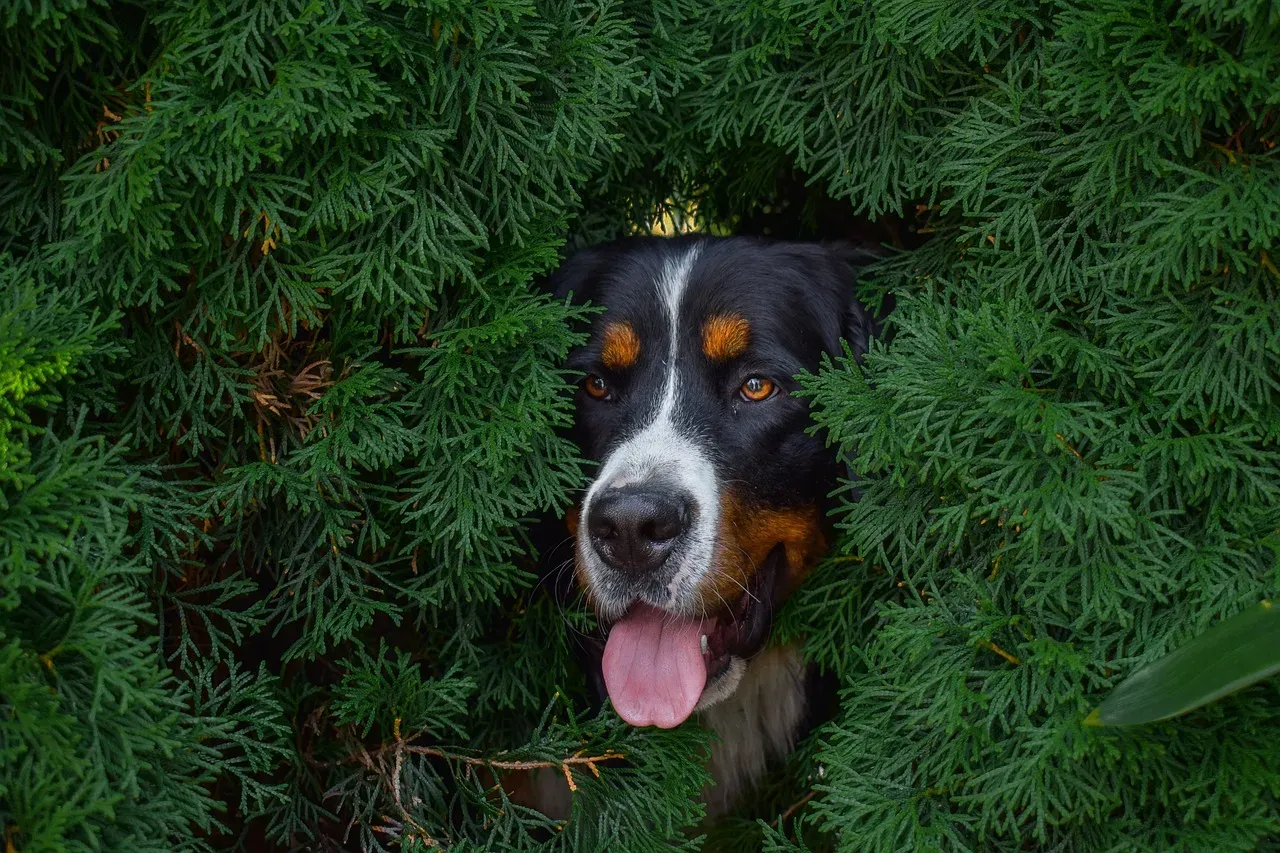 The Bernese Mountain Dog: Soft-Spoken Strength (Image Credits: Pixabay)