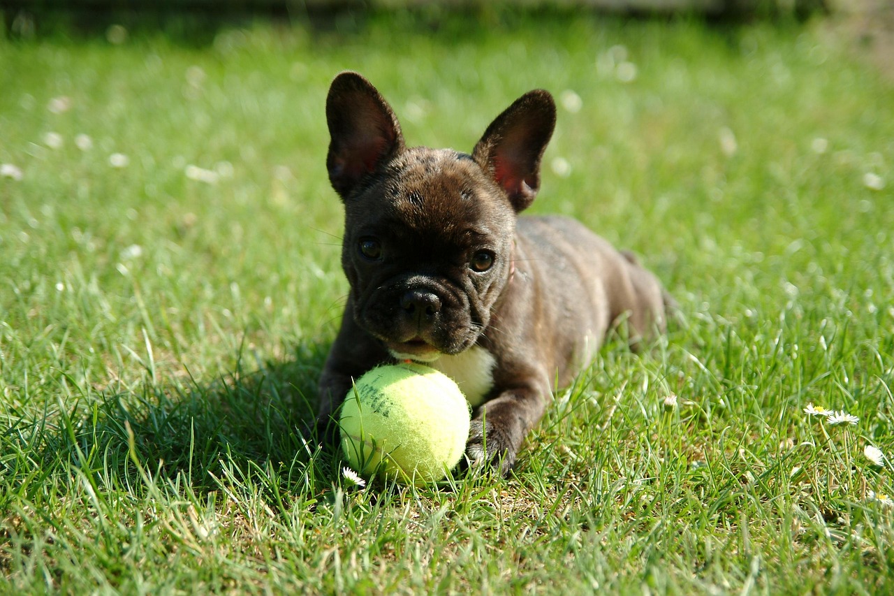 French Bulldog: The Laid-Back Charmer (Image Credits: Pixabay)