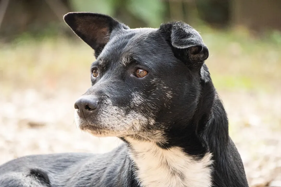 Stimulate Their Mind to Keep Them Sharp (Image Credits: Unsplash)