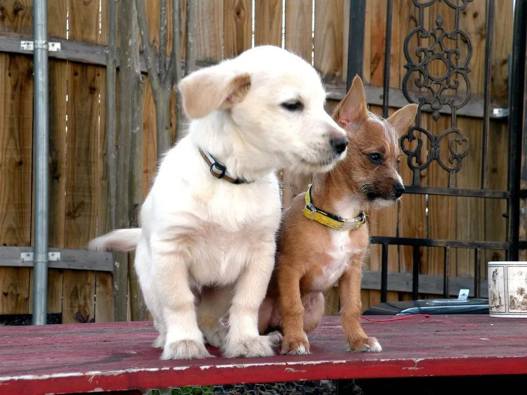 Individual Personality Still Matters More Than You Think (Image Credits: Flickr)