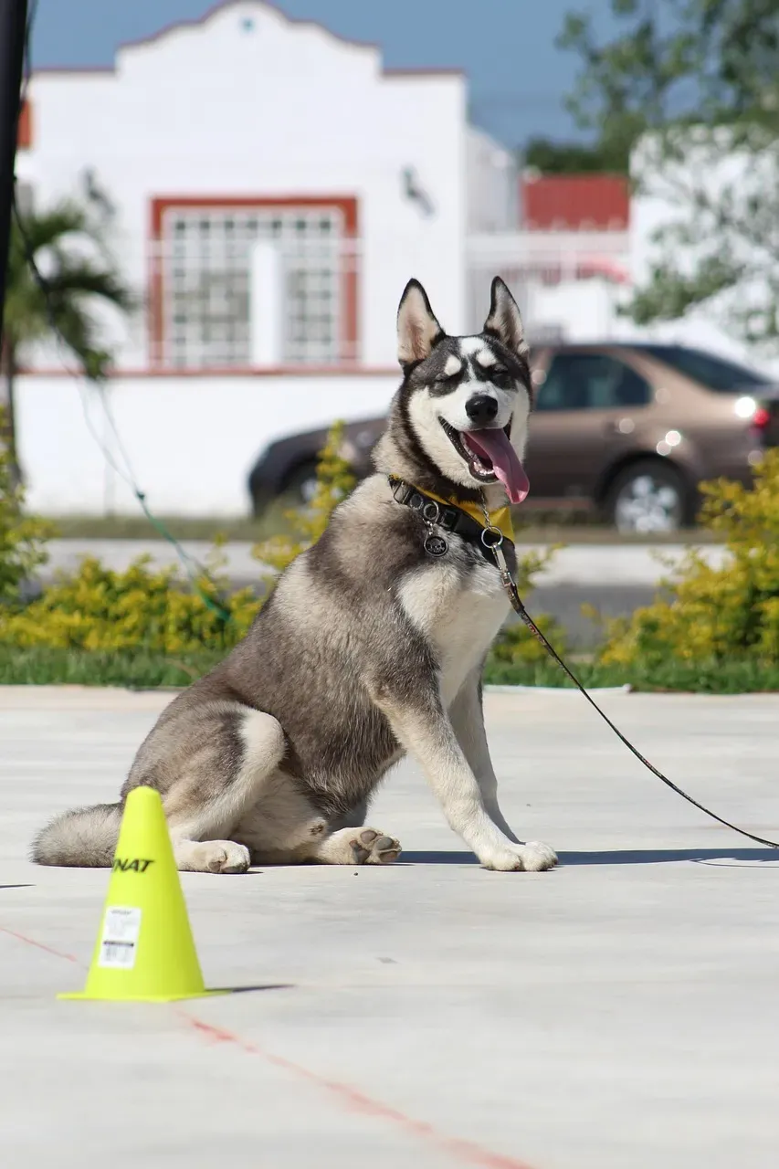 7. Remembering Old Commands Shows Excellent Memory (Image Credits: Pixabay)