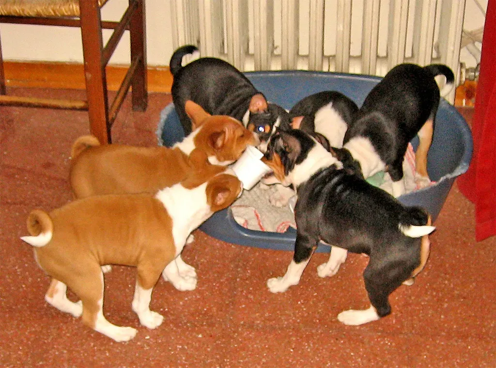 Greek Yogurt: Probiotic Power (Image Credits: Flickr)