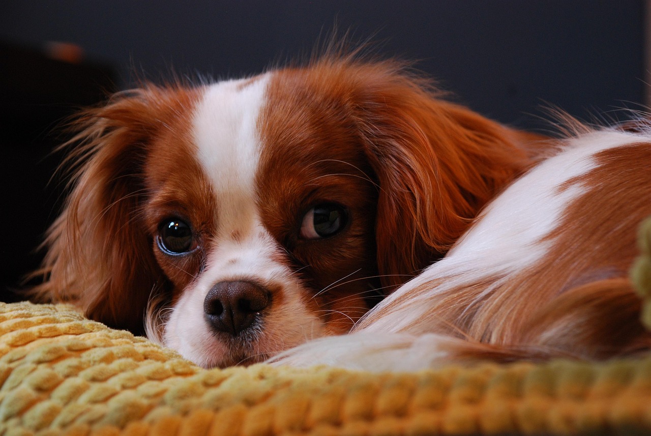 Cavalier King Charles Spaniels: Gentle Hearts in Small Packages (Image Credits: Pixabay)