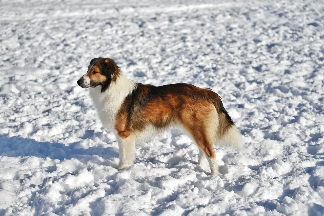 8. English Shepherd (Image Credits: Pixabay)