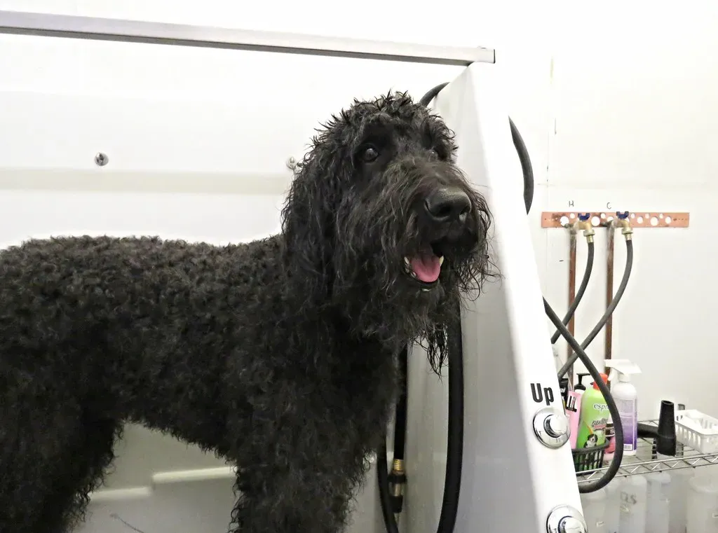 Strategic Whining and Perfectly Timed Vocalizations (Image Credits: Flickr)