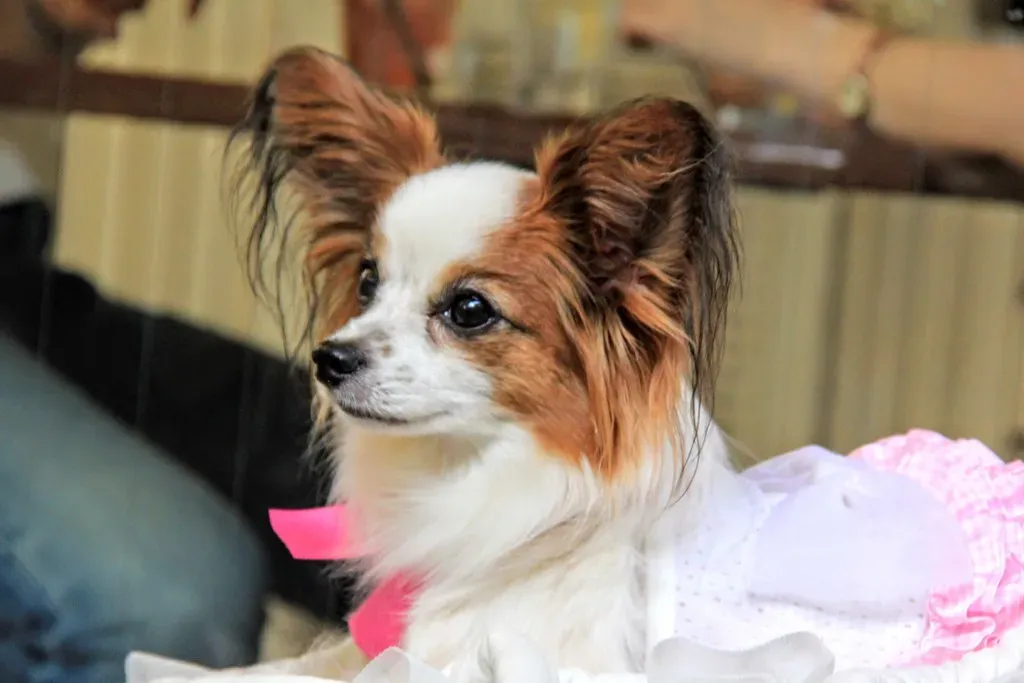 Making It Work: Tips for Busy Dog Owners (Image Credits: Flickr)