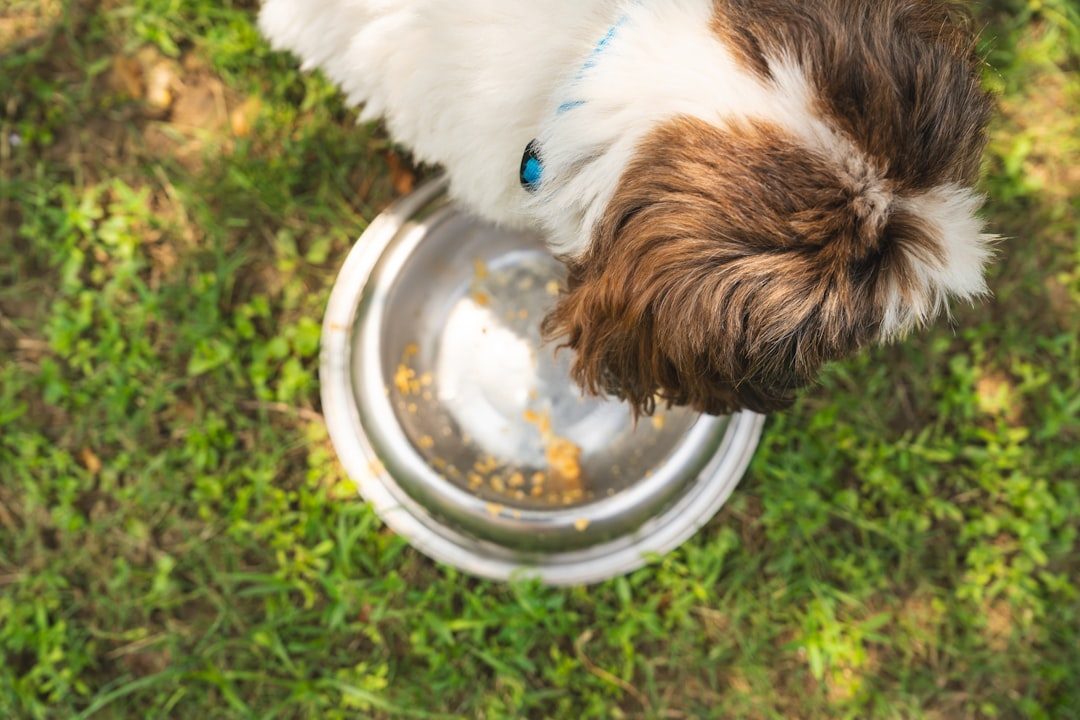 Refusing Food or Treats (Image Credits: Unsplash)