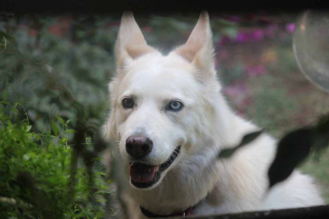 Breed Differences That Matter (Image Credits: Unsplash)