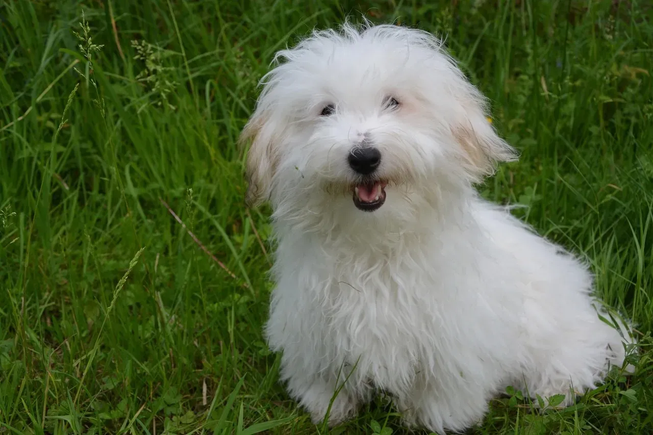 Breed #12: The Coton de Tuléar - The Fluffy Cloud You Didn't Know You Needed (Image Credits: Pixabay)