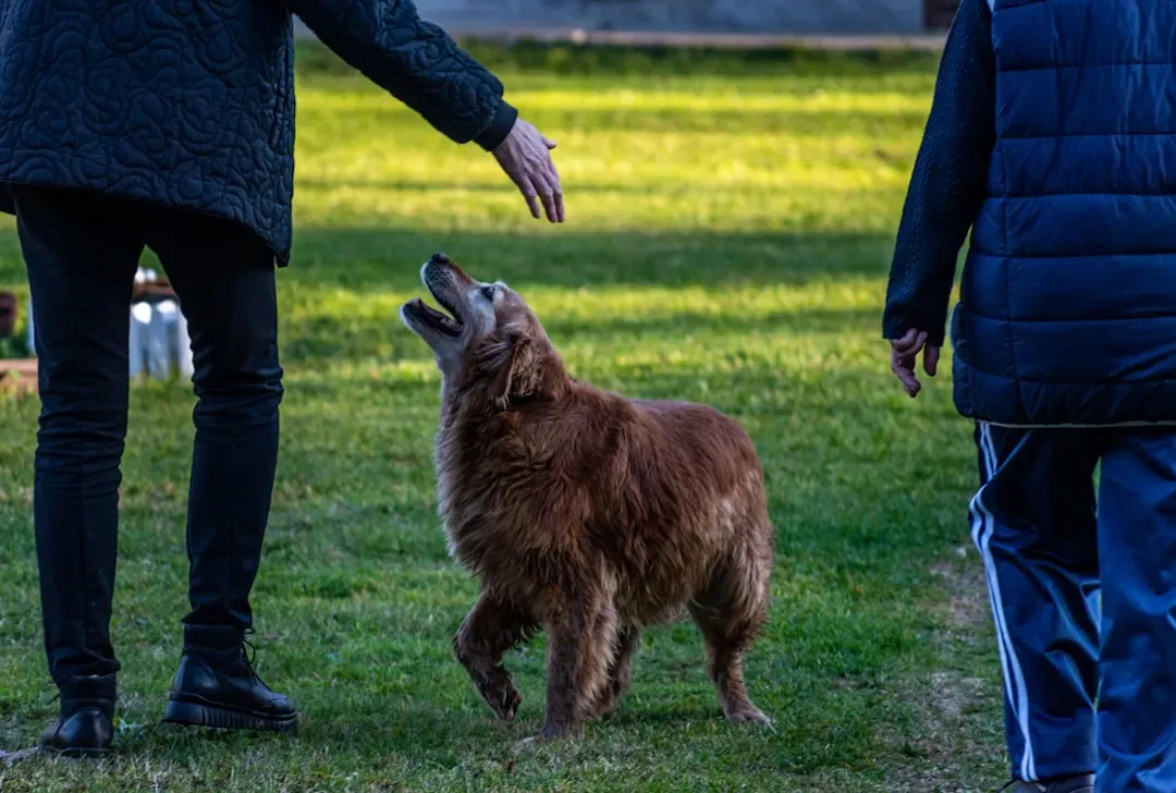 3. Golden Retriever: The Gentle Obsessive (Image Credits: Unsplash)