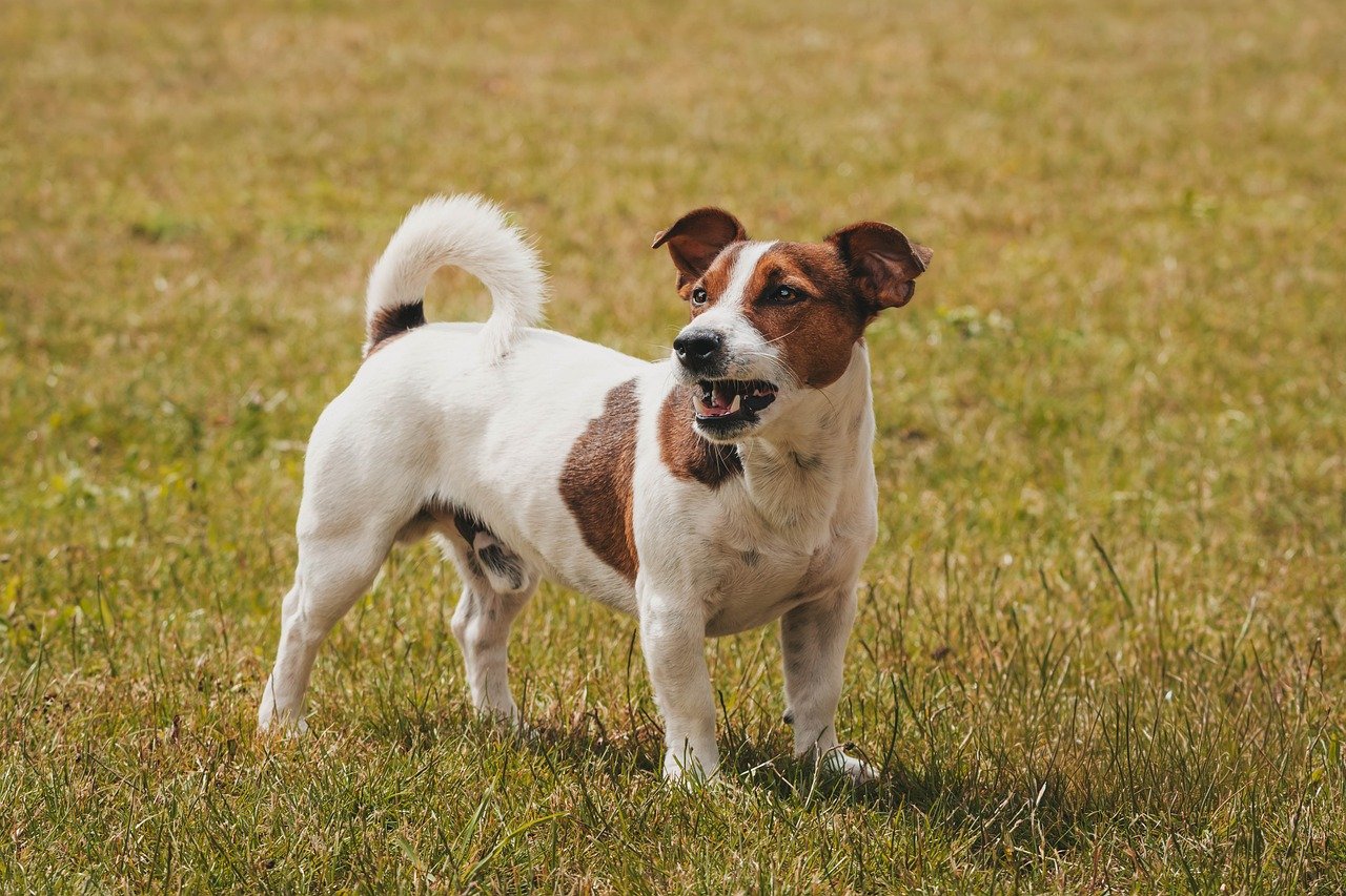 Aries (March 21 - April 19): The Spirited Jack Russell Terrier (Image Credits: Pixabay)