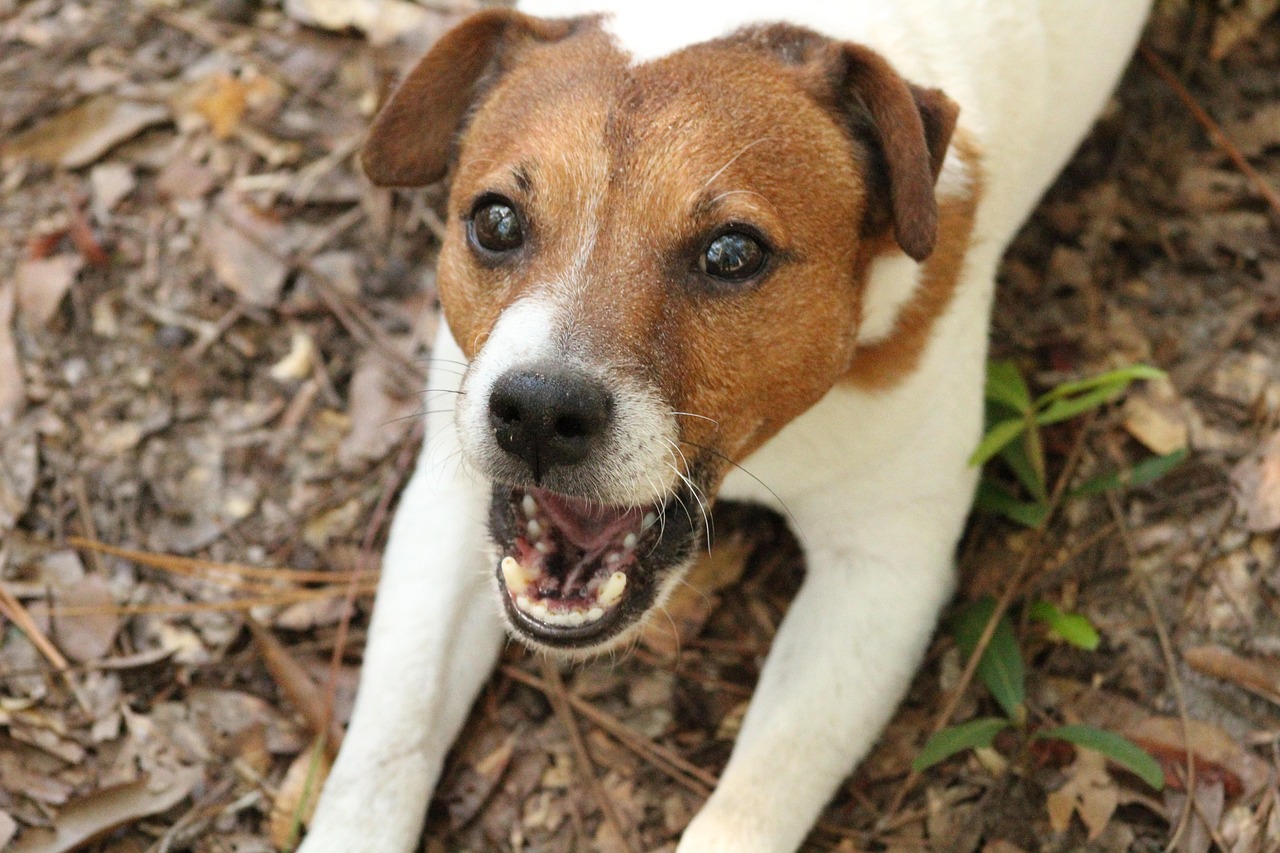 Jack Russell Terrier - The Energetic Escape Artist's Anthem (Image Credits: Pixabay)