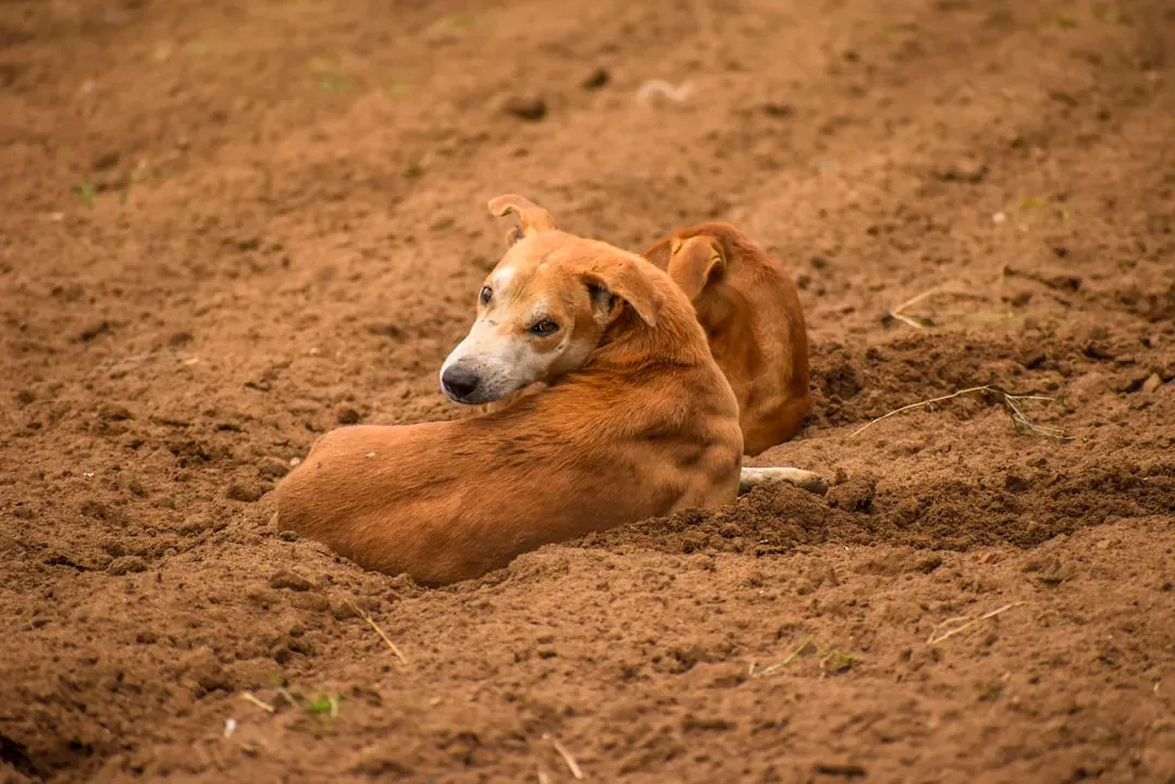 Rolling in Disgusting Things: Your Dog's Favorite Perfume Counter (Image Credits: Unsplash)
