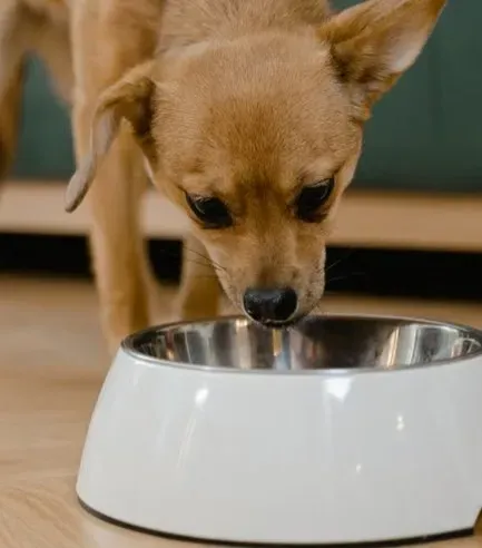 #10 - Overfeeding While Calling Them "Naturally Petite" (Image Credits: Pexels)