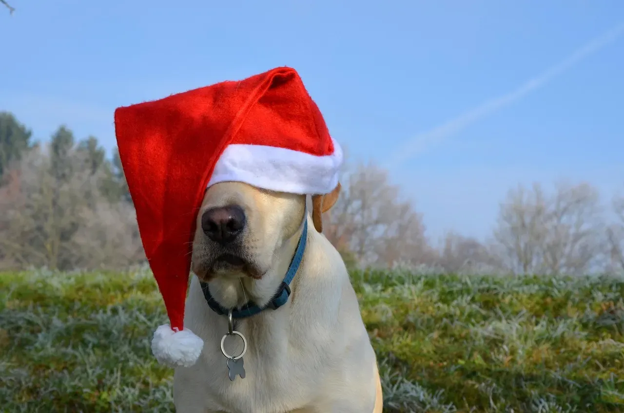 Labrador Retriever: The Gentle Shadow (Image Credits: Pixabay)
