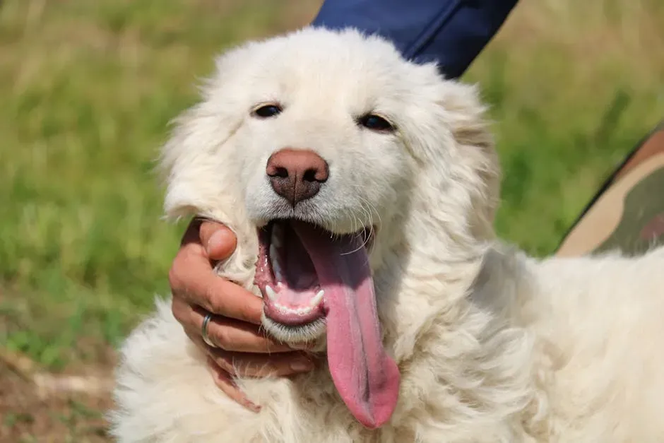 8. Maremma Sheepdog: Italy's Underrated Powerhouse (Image Credits: Pexels)