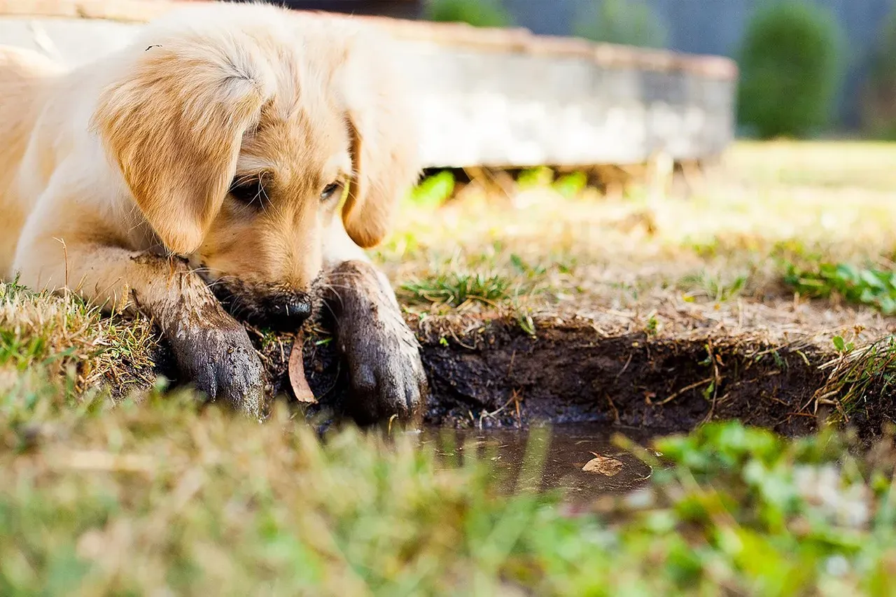 11. Being Goofy, Clumsy, And “Undignified” Around You (Image Credits: Pixabay)