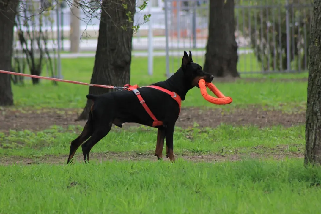 3. Start With Tiny, Manageable Absences (Image Credits: Unsplash)