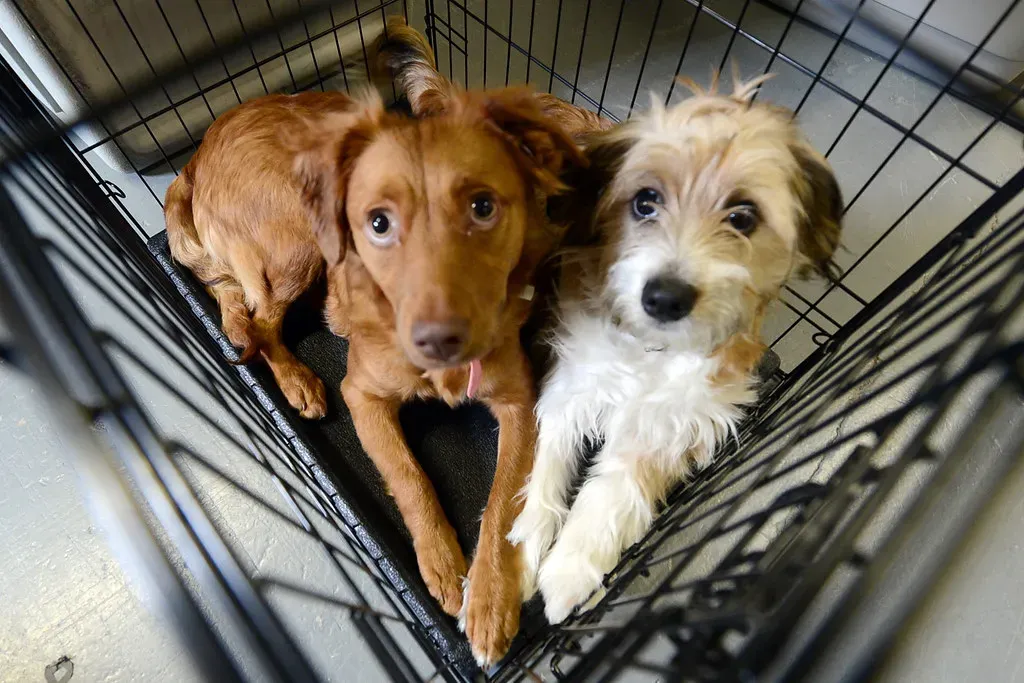 12. Not Spaying or Neutering (Image Credits: Flickr)