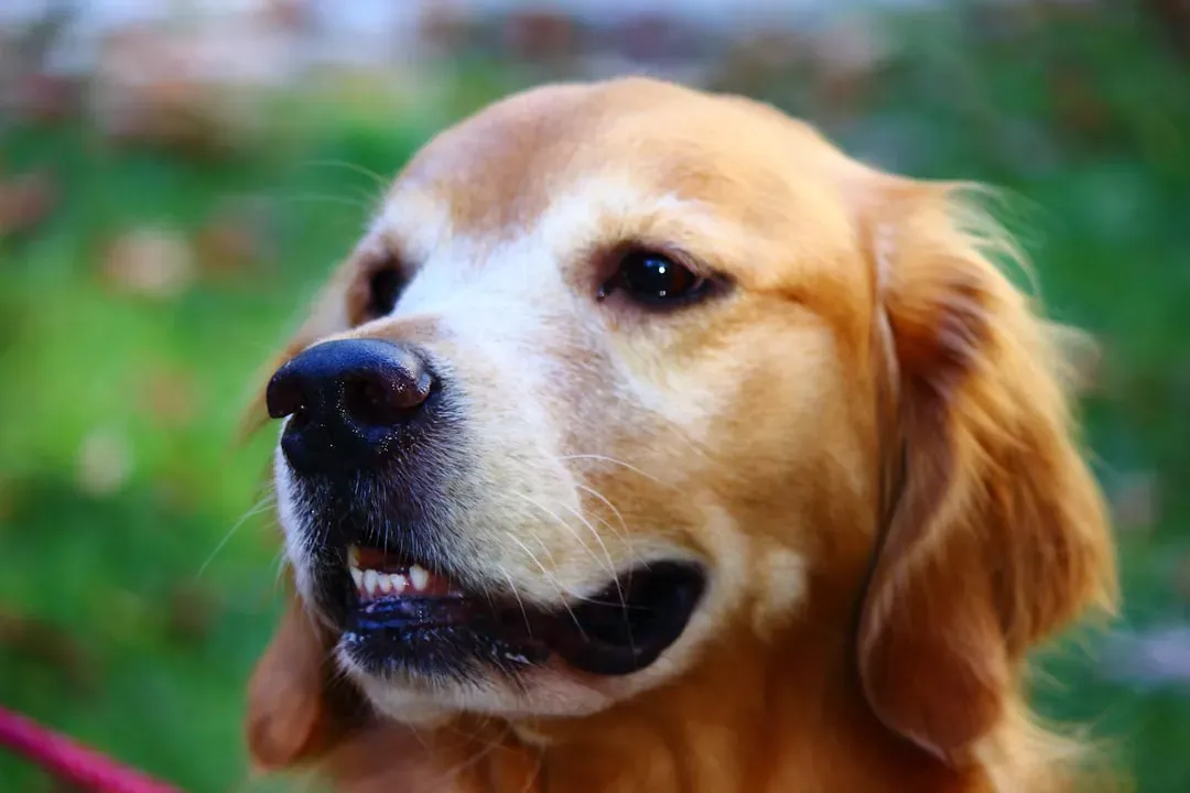 3. Neglecting Dental Care (Image Credits: Unsplash)