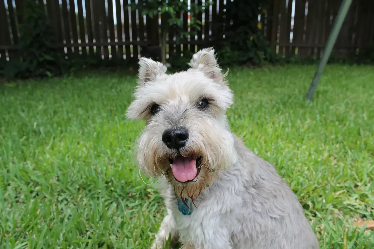 9. Miniature Schnauzer: The Bearded Senior Athlete (Image Credits: Pixabay)