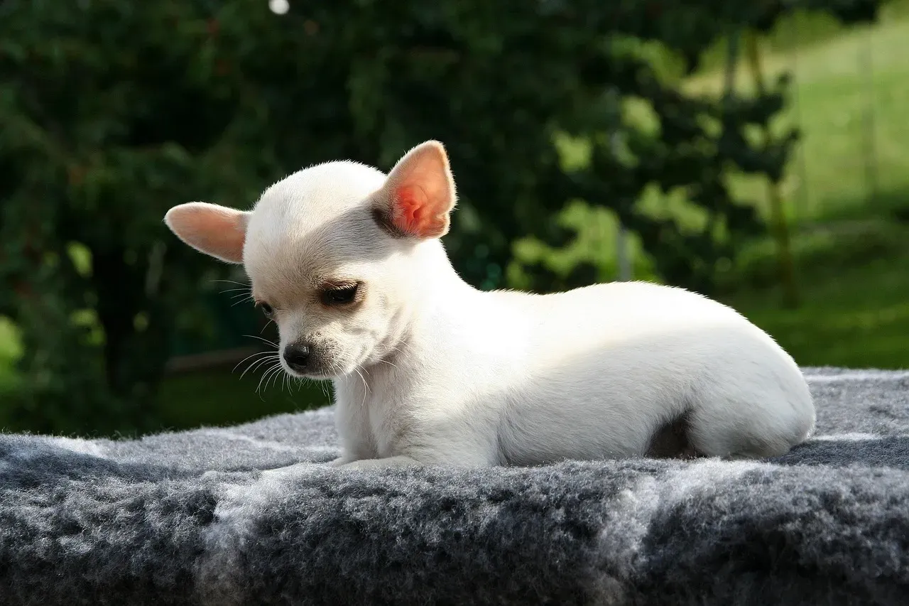 Chihuahua: Tiny Bodies, Big Anxiety (Image Credits: Pixabay)