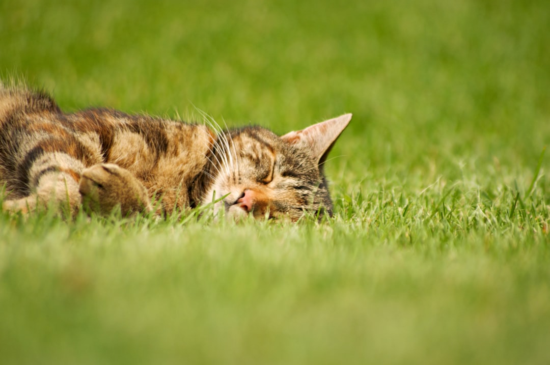 Creating Sacred Space for Their Final Journey (Image Credits: Unsplash)