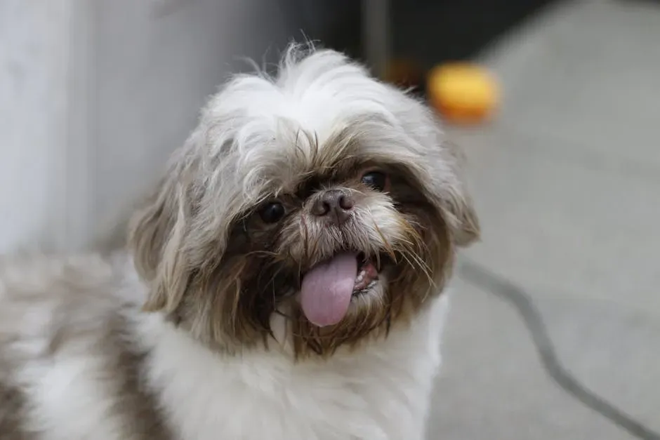 #9. Sagittarius (November 22 – December 21): The Shih Tzu (Image Credits: Pexels)