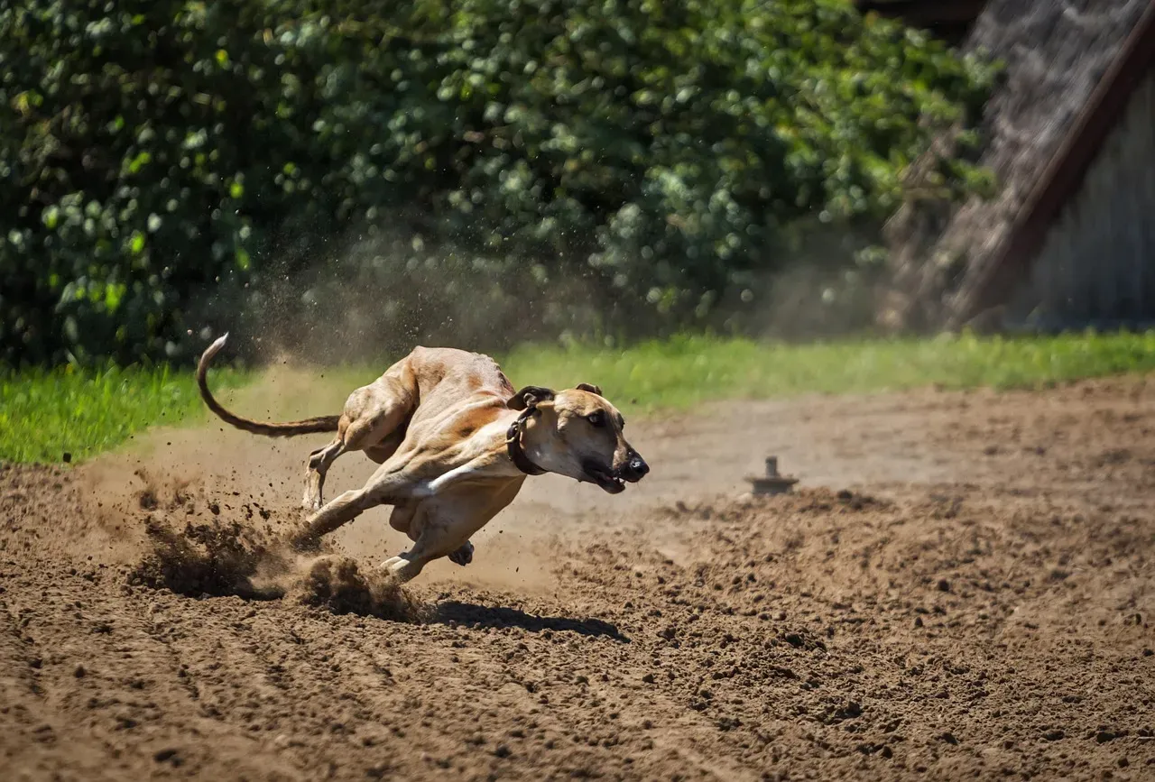 Greyhound (and Other Sighthounds) - When Speed Meets Prey Drive (Image Credits: Pixabay)