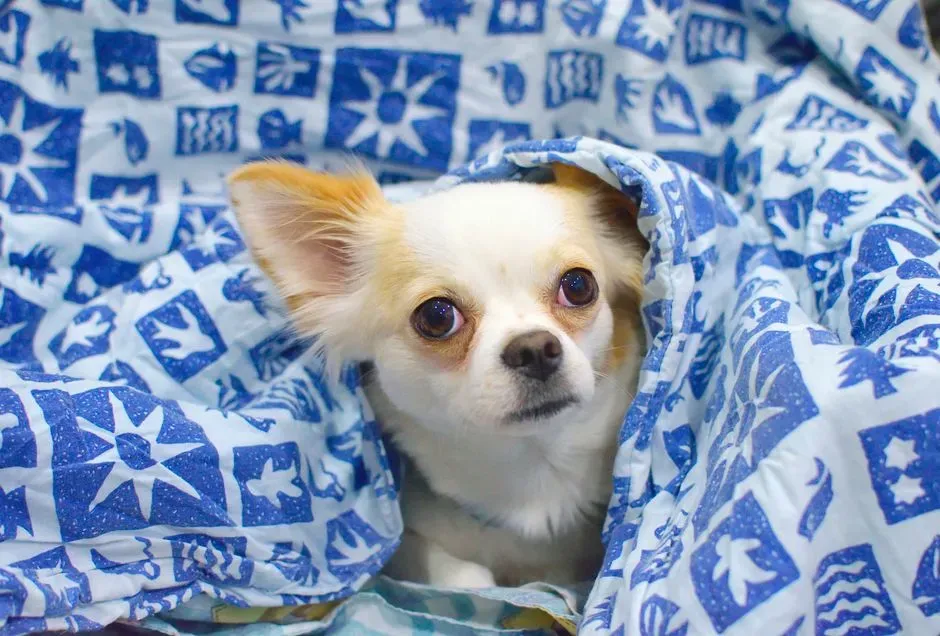 Chihuahua (Image Credits: Pexels)