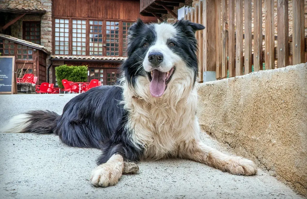 #4 - Border Collie: The Hyper-Vigilant Guardian of Emotions (Image Credits: Pixabay)