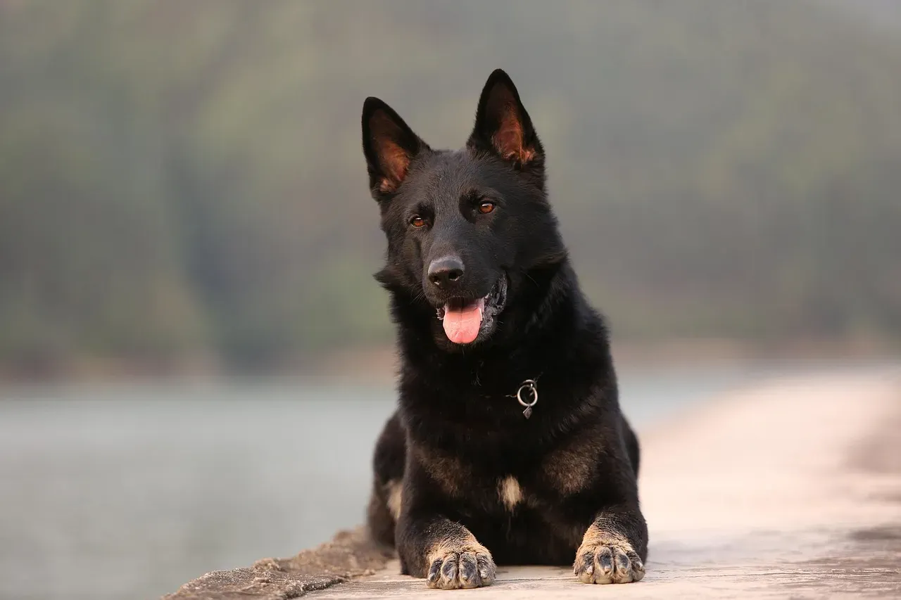 Aquarius and the German Shepherd: Different Kinds of Intelligence (Image Credits: Pixabay)