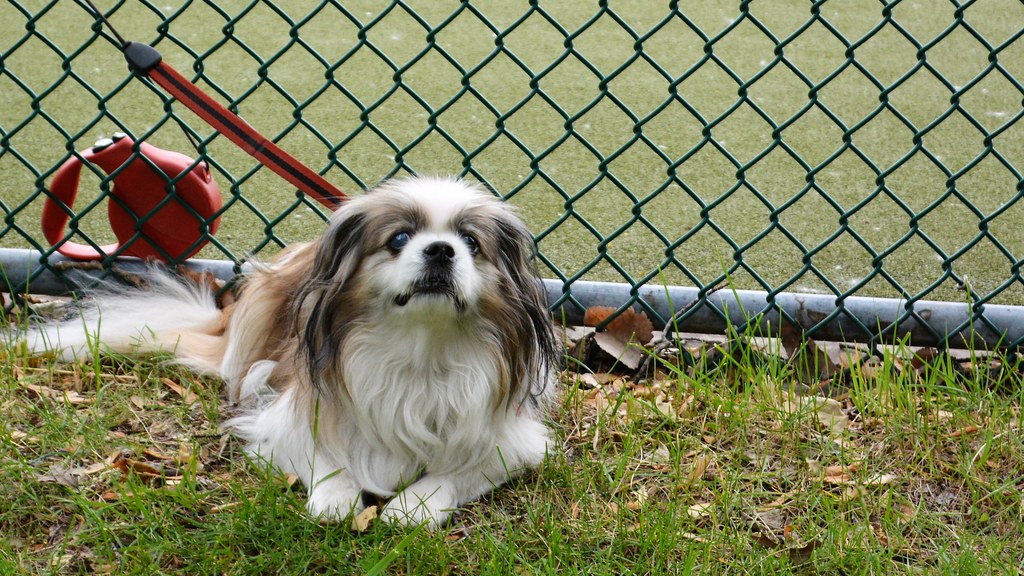 Your Dog Is Actually Trying to Hear You Better (Image Credits: Flickr)