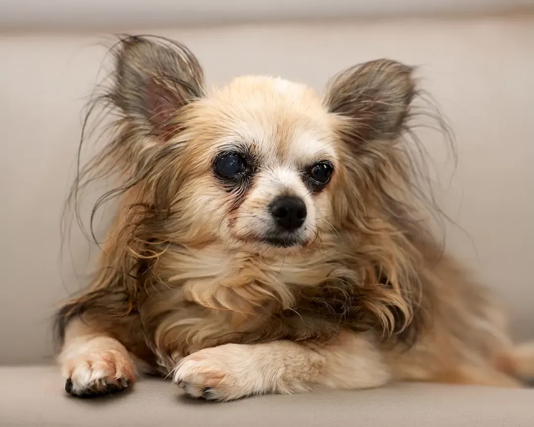 Chihuahua (Calm Lines and Seniors Only) (Image Credits: Unsplash)