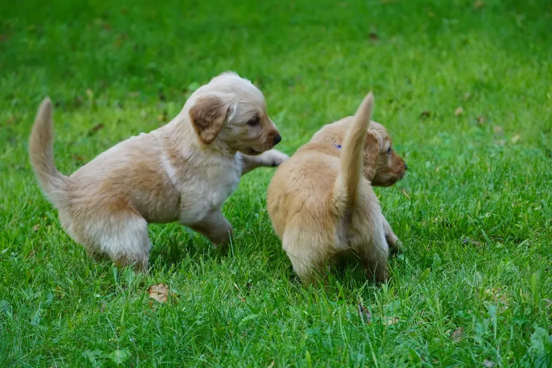 #1: Puppies Are Just Figuring Themselves Out (Image Credits: Unsplash)