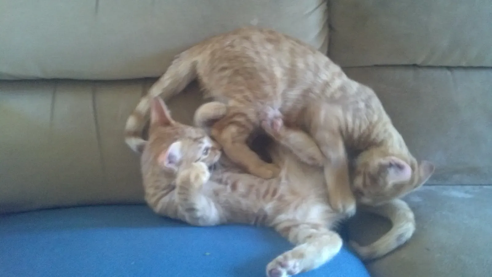 Best Ways to Get Your Cat Moving (Image Credits: Wikimedia)