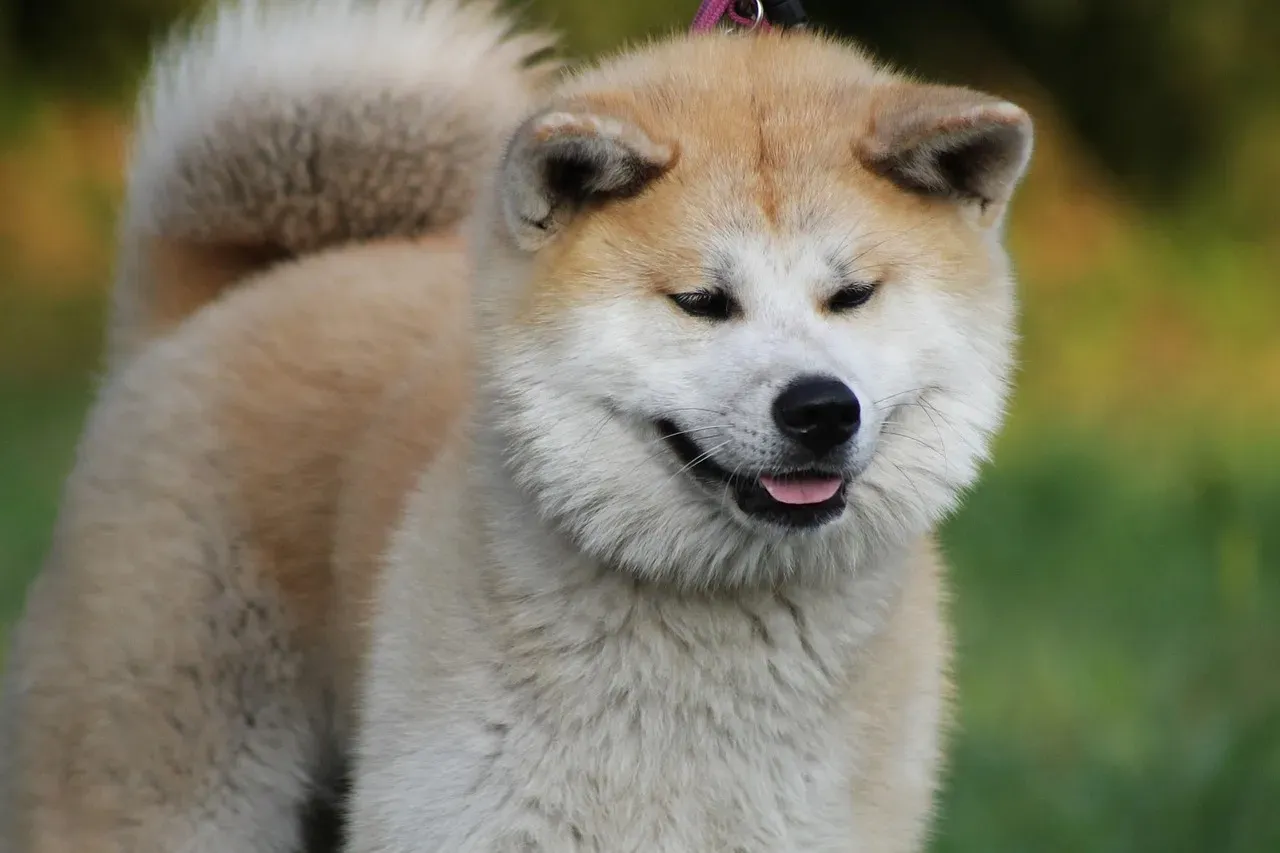 3. Akita (Image Credits: Pixabay)