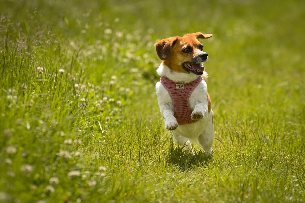 Beagles: Adventure Seekers with Boundless Energy (Image Credits: Pixabay)