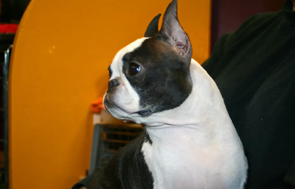 Boston Terrier (Image Credits: Flickr)