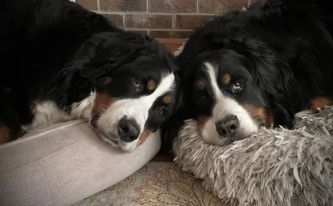 7. Bernese Mountain Dog: The Gentle Giant Cuddler (Image Credits: Unsplash)