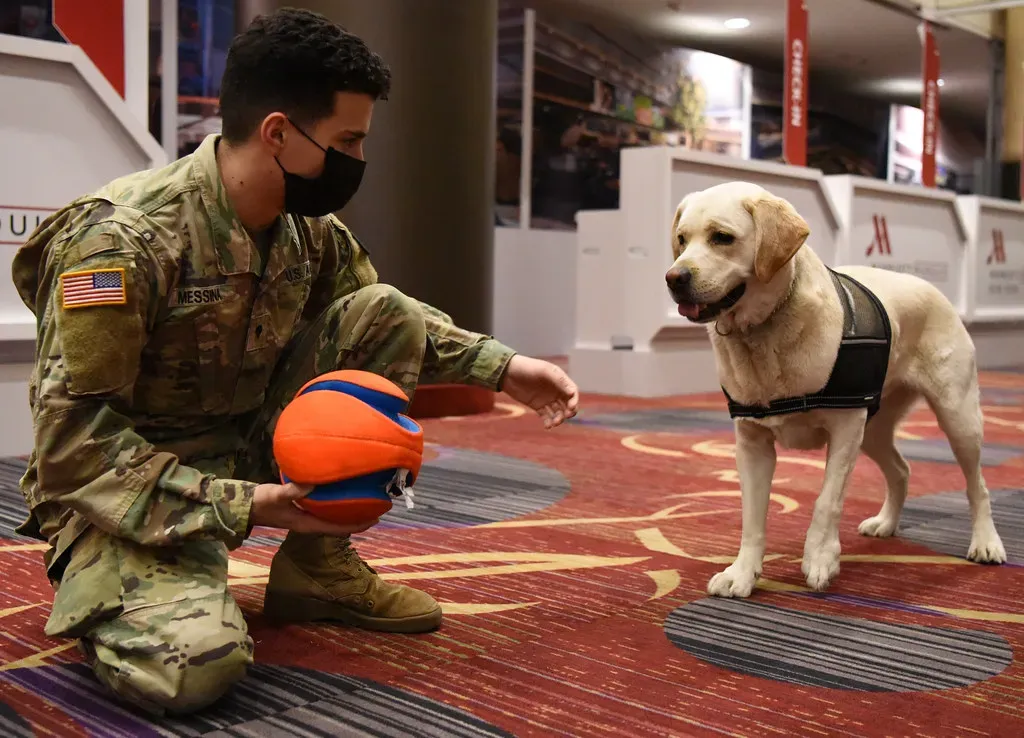11. Labrador Retriever: The Active Senior's Perfect Partner (The National Guard, Flickr, CC BY 2.0)