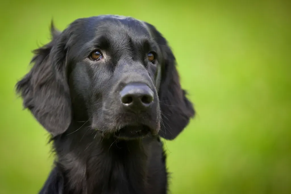 #2. Labrador Retriever (Image Credits: Rawpixel)