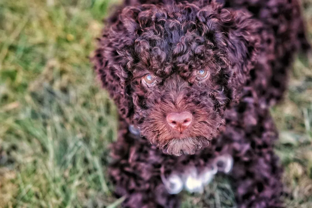 15. Irish Soft Coated Wheaten Terrier and Lagotto Romagnolo: The Fearful Furballs (Image Credits: Unsplash)
