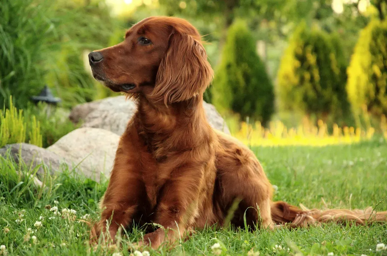 10. Irish Setter: Life of the Party in the Best Way (Image Credits: Pixabay)