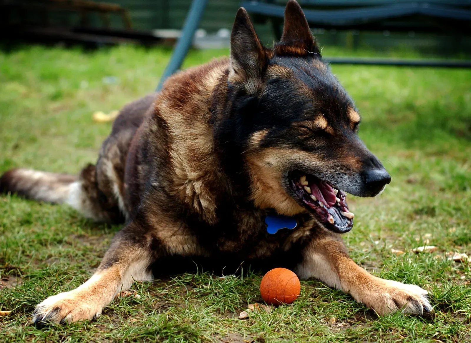 The Yawn That Isn't About Being Sleepy (Image Credits: Wikimedia)