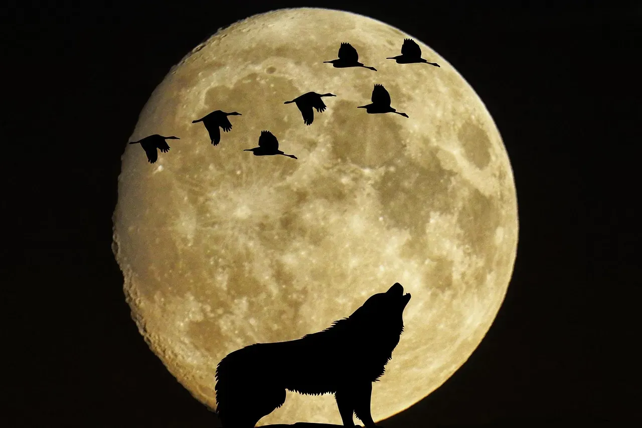 Pisces (February 19 – March 20): The Mystic Wolf (Image Credits: Pixabay)